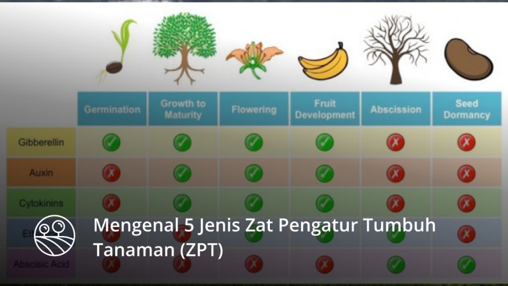 5 JENIS ZAT PENGATUR TUMBUH (ZPT) TANAMAN DAN MANFAATNYA